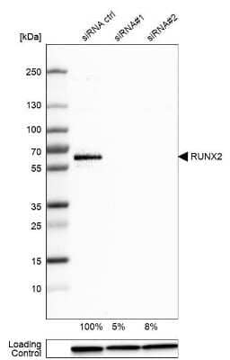 Knockdown Validated: RUNX2/CBFA1 Antibody [NBP1-89104]