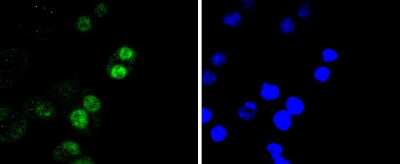Immunocytochemistry/ Immunofluorescence: RUNX2/CBFA1 Antibody (SD208-0) [NBP2-67777]