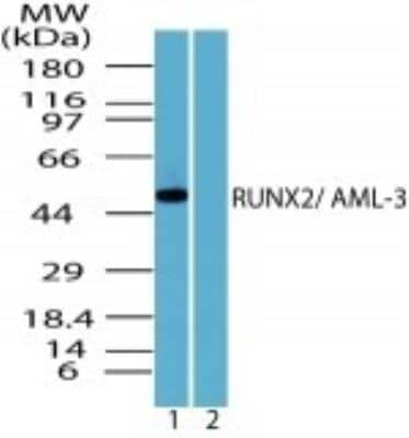 Western Blot: RUNX2/CBFA1 Antibody [NBP2-24755]