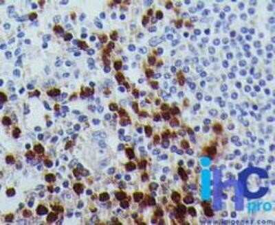 Immunohistochemistry: RUNX3/CBFA3 Antibody (2B10E8) - Azide and BSA Free [NBP2-80934]