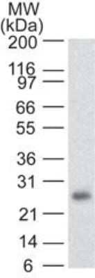 Western Blot: RUNX3/CBFA3 Antibody (2B10E8)Azide and BSA Free [NBP2-80934]