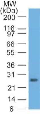 Western Blot: RUNX3/CBFA3 Antibody (2B9G4)Azide and BSA Free [NBP2-80933]