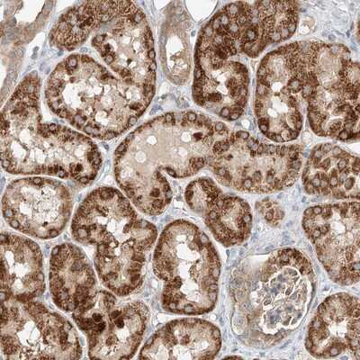 Immunohistochemistry-Paraffin: RUSC1 Antibody [NBP1-81004]