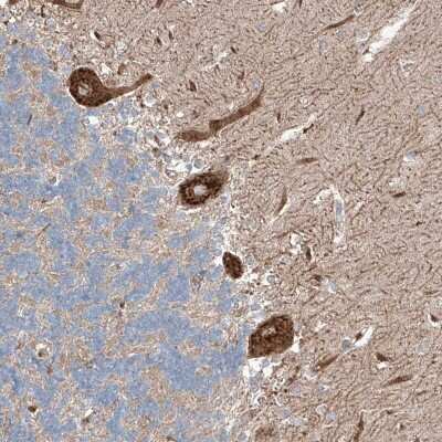 Immunohistochemistry-Paraffin: RUSC1 Antibody [NBP1-81005]