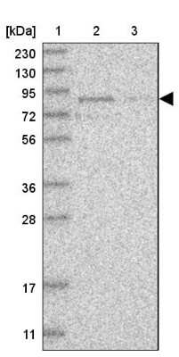 Western Blot: RUSC1 Antibody [NBP1-81005]