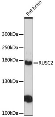 Western Blot: RUSC2 AntibodyAzide and BSA Free [NBP2-94148]