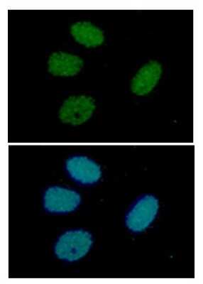 Immunocytochemistry/ Immunofluorescence: RUVBL1 Antibody (1D6) - BSA Free [NBP2-59456]