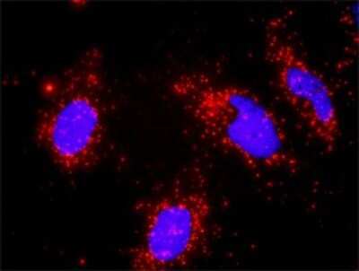 Proximity Ligation Assay: RUVBL1 Antibody (3G4-1F8) [H00008607-M01]