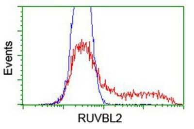 Flow Cytometry: RUVBL2 Antibody (OTI1A6) [NBP2-01764]