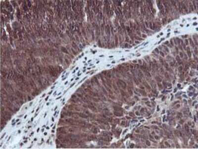 Immunohistochemistry-Paraffin: RUVBL2 Antibody (OTI1A6) [NBP2-01764]
