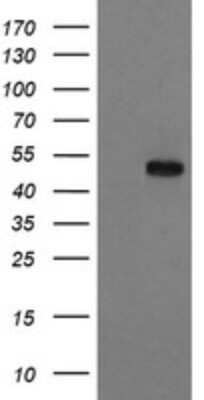 Western Blot: RUVBL2 Antibody (OTI2B9) [NBP2-45657]