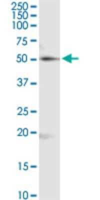 Western Blot: RUVBL2 Antibody (3C6) [H00010856-M01]