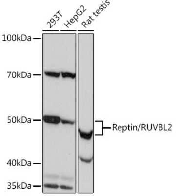 Western Blot: RUVBL2 Antibody (3U4L10) [NBP3-16361]