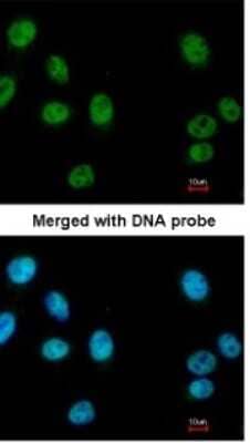 Immunocytochemistry/ Immunofluorescence: RUVBL2 Antibody [NBP1-33599]
