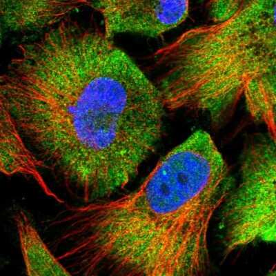 Immunocytochemistry/ Immunofluorescence: RUVBL2 Antibody [NBP2-55231]