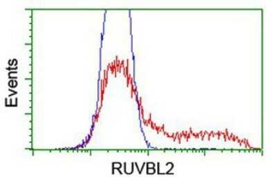 Flow Cytometry: RUVBL2 Antibody (OTI1A6) - Azide and BSA Free [NBP2-73957]