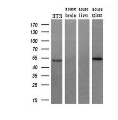 Western Blot: RUVBL2 Antibody (OTI1A6)Azide and BSA Free [NBP2-73957]