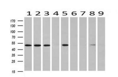 Western Blot: RUVBL2 Antibody (OTI1A6)Azide and BSA Free [NBP2-73957]