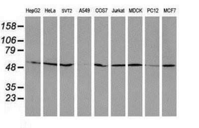 Western Blot: RUVBL2 Antibody (OTI1A6)Azide and BSA Free [NBP2-73957]