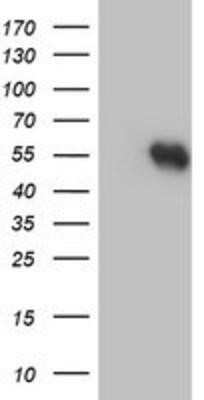 Western Blot: RUVBL2 Antibody (OTI1A6)Azide and BSA Free [NBP2-73957]