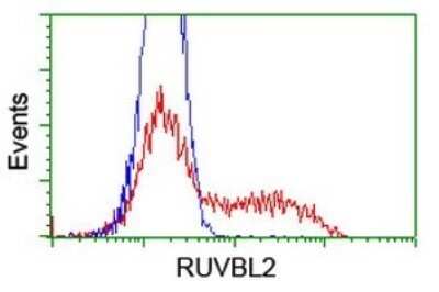Flow Cytometry: RUVBL2 Antibody (OTI2B9) - Azide and BSA Free [NBP2-73960]