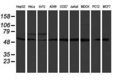 Western Blot: RUVBL2 Antibody (OTI2B9)Azide and BSA Free [NBP2-73960]