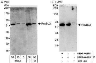 Western Blot: RUVBL2 Antibody [NBP1-40354]