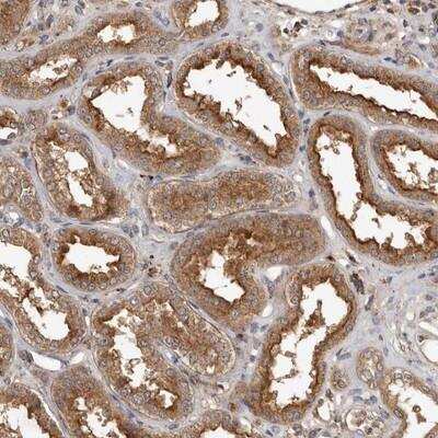 Immunohistochemistry-Paraffin: RWDD1 Antibody [NBP1-80870]