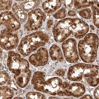 Immunohistochemistry-Paraffin: RWDD1 Antibody [NBP1-80871]
