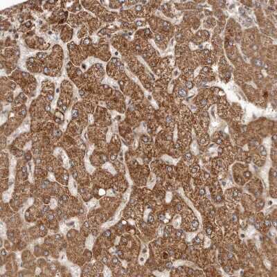 Immunohistochemistry-Paraffin: RWDD1 Antibody [NBP1-80871]