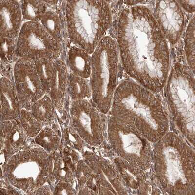 Immunohistochemistry-Paraffin: RWDD1 Antibody [NBP1-80871]