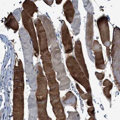 Immunohistochemistry-Paraffin: RWDD2B Antibody [NBP1-88272]