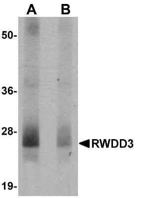 Western Blot: RWDD3 AntibodyBSA Free [NBP1-76309]