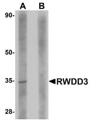 Western Blot: RWDD3 AntibodyBSA Free [NBP1-76310]