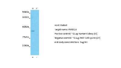 Western Blot: RWDD3 Antibody [NBP2-86787]