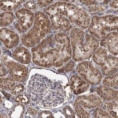 Immunohistochemistry-Paraffin: RWDD4A Antibody [NBP2-38304]