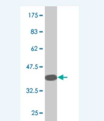 Western Blot: RXFP3/RLN3R1/SALPR Antibody (1F10) [H00051289-M01]