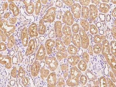 Immunohistochemistry-Paraffin: RXFP3/RLN3R1/SALPR Antibody [NBP2-97628]