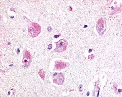 Immunohistochemistry-Paraffin: RXFP3/RLN3R1/SALPR Antibody - BSA Free [NLS1742]