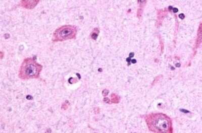 Immunohistochemistry-Paraffin: RXFP3/RLN3R1/SALPR Antibody - BSA Free [NLS1745]