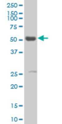 Western Blot: RXR alpha/NR2B1 Antibody (1D7) [H00006256-M05]