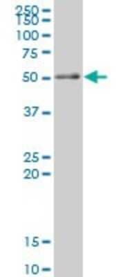 Western Blot: RXR alpha/NR2B1 Antibody (3A5) [H00006256-M07]