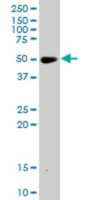 Western Blot: RXR alpha/NR2B1 Antibody (3A5) [H00006256-M07]