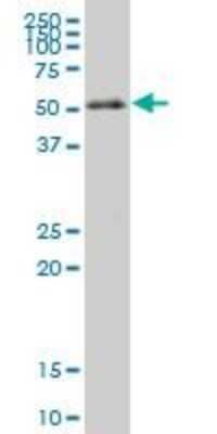 Western Blot: RXR alpha/NR2B1 Antibody (4B5) [H00006256-M03]