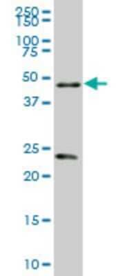 Western Blot: RXR alpha/NR2B1 Antibody (4D6) [H00006256-M02]