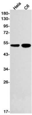 Western Blot: RXR alpha/NR2B1 Antibody (S04-6C3) [NBP3-19972]