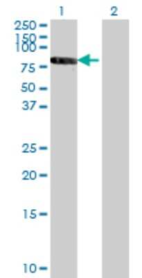 Western Blot: RXR beta/NR2B2 Antibody (3C8) [H00006257-M01]