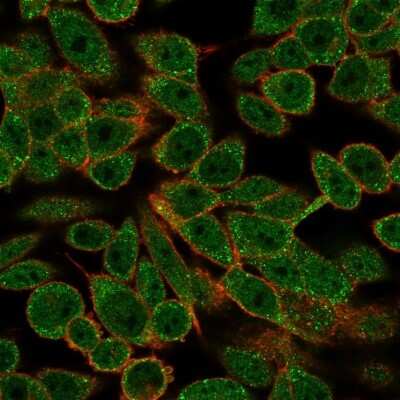 Immunocytochemistry/ Immunofluorescence: RXR beta/NR2B2 Antibody (PCRP-RXRB-2B6) [NBP3-07586]