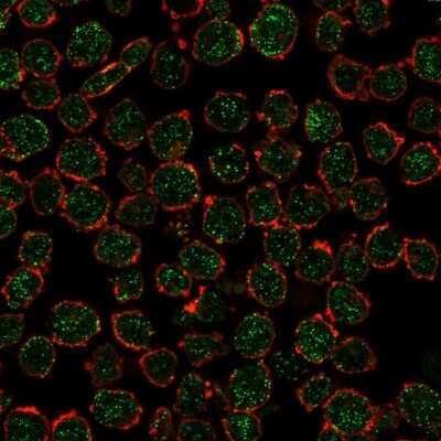 Immunocytochemistry/ Immunofluorescence: RXR beta/NR2B2 Antibody (PCRP-RXRB-2B6) [NBP3-07586]