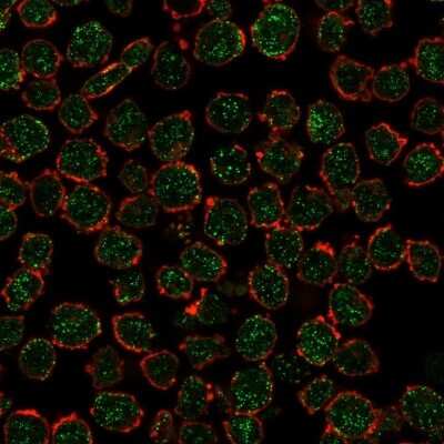 Immunocytochemistry/ Immunofluorescence: RXR beta/NR2B2 Antibody (PCRP-RXRB-2B6) - Azide and BSA Free [NBP3-08445]